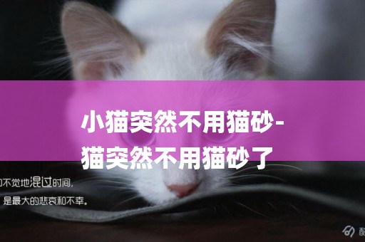 小貓突然不用貓砂-
貓突然不用貓砂了