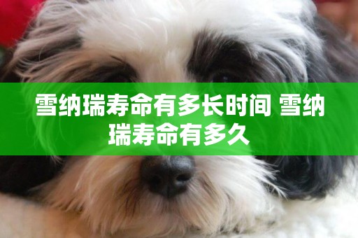 雪納瑞壽命有多長時間 雪納瑞壽命有多久