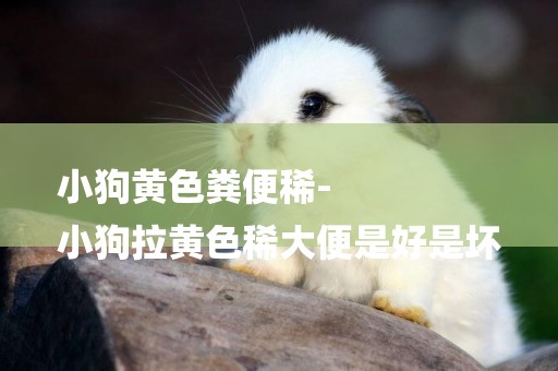 小狗黃色糞便稀-
小狗拉黃色稀大便是好是壞