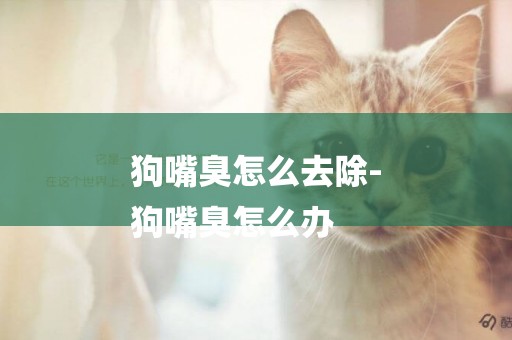 狗嘴臭怎么去除-
狗嘴臭怎么辦