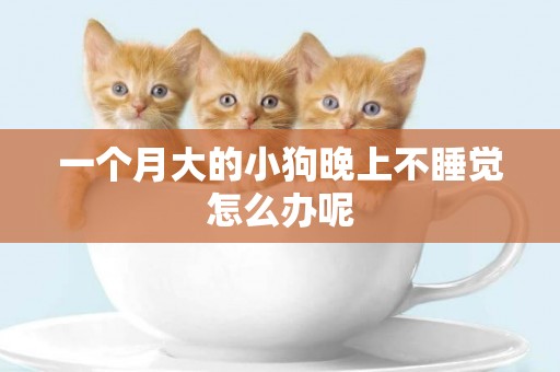 一個月大的小狗晚上不睡覺怎么辦呢