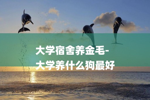 大學宿舍養金毛-
大學養什么狗最好