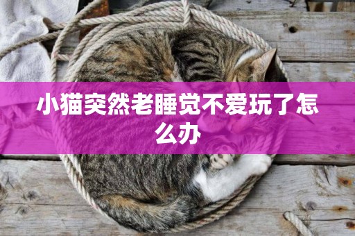 小貓突然老睡覺不愛玩了怎么辦