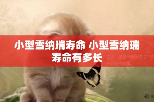 小型雪納瑞壽命 小型雪納瑞壽命有多長