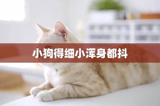 小狗得細小渾身都抖