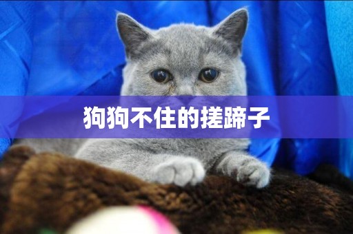 狗狗不住的搓蹄子