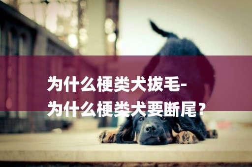 為什么梗類犬拔毛-
為什么梗類犬要斷尾？