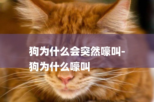 狗為什么會突然嚎叫-
狗為什么嚎叫