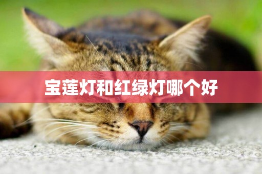 寶蓮燈和紅綠燈哪個好
