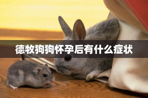 德牧狗狗懷孕后有什么癥狀