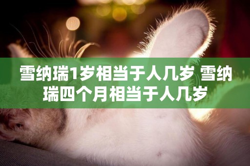 雪納瑞1歲相當于人幾歲 雪納瑞四個月相當于人幾歲