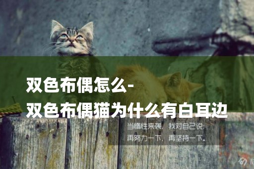 雙色布偶怎么-
雙色布偶貓為什么有白耳邊