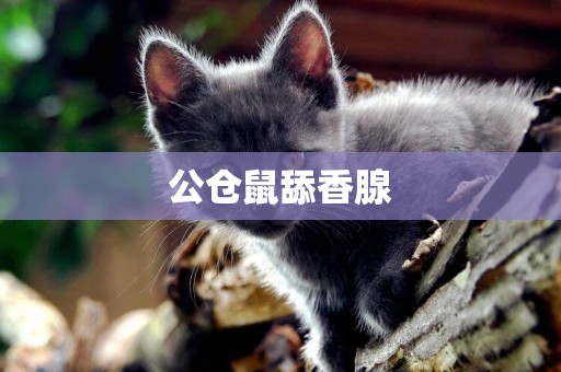 公倉鼠舔香腺