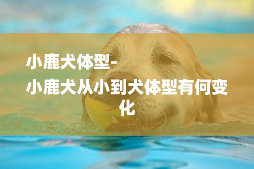 小鹿犬體型-
小鹿犬從小到犬體型有何變化