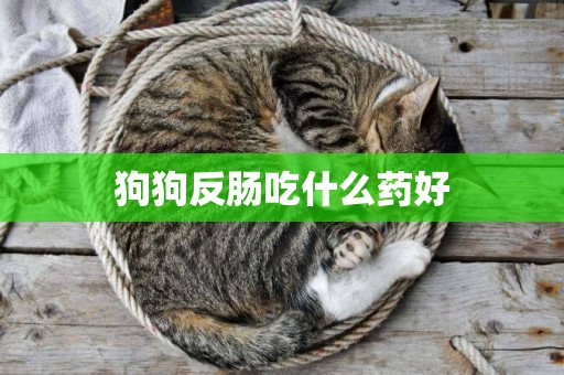 狗狗反腸吃什么藥好