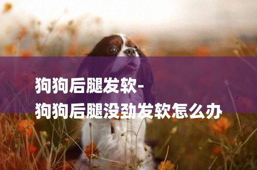 狗狗后腿發軟-
狗狗后腿沒勁發軟怎么辦 狗狗后腿發軟-
狗狗后腿沒勁發軟怎么辦