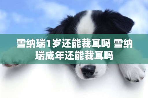 雪納瑞1歲還能裁耳嗎 雪納瑞成年還能裁耳嗎