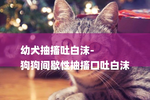 幼犬抽搐吐白沫-
狗狗間歇性抽搐口吐白沫
