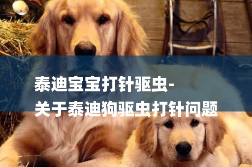 泰迪寶寶打針驅蟲-
關于泰迪狗驅蟲打針問題