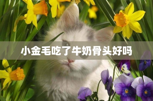 小金毛吃了牛奶骨頭好嗎