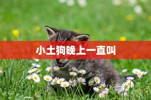 小土狗晚上一直叫