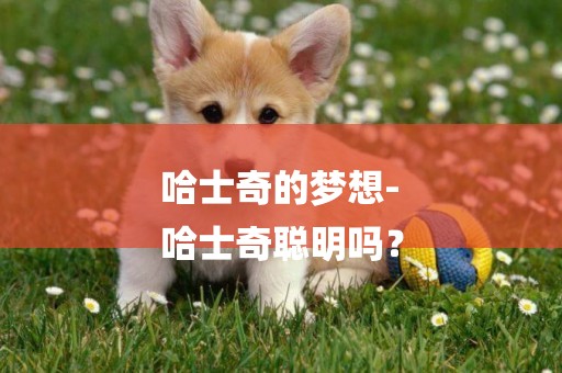 哈士奇的夢想-
哈士奇聰明嗎？