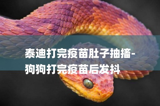 泰迪打完疫苗肚子抽搐-
狗狗打完疫苗后發抖