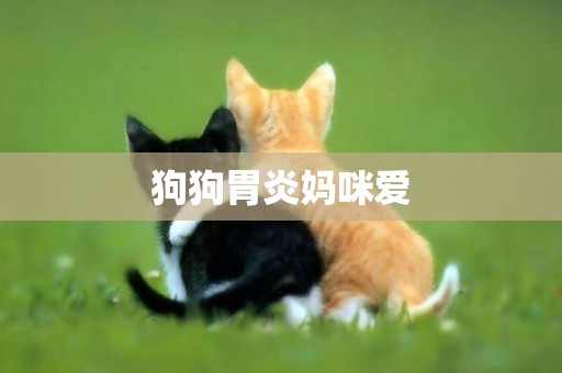 狗狗胃炎媽咪愛