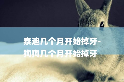 泰迪幾個月開始掉牙-
狗狗幾個月開始掉牙