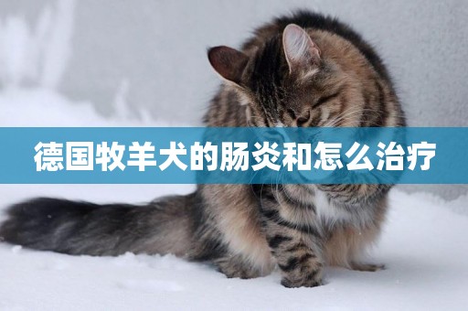 德國牧羊犬的腸炎和怎么治療