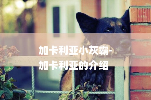 加卡利亞小灰霸-
加卡利亞的介紹