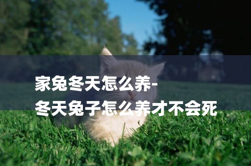 家兔冬天怎么養-
冬天兔子怎么養才不會死
