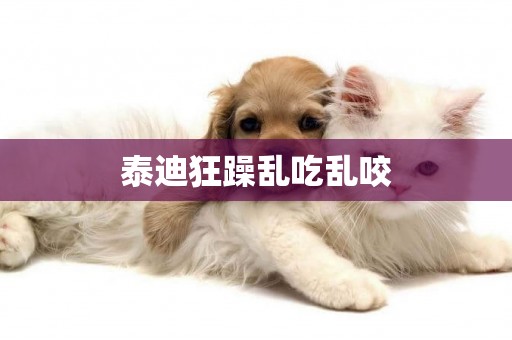 泰迪狂躁亂吃亂咬
