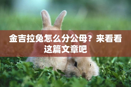 金吉拉兔怎么分公母？來看看這篇文章吧