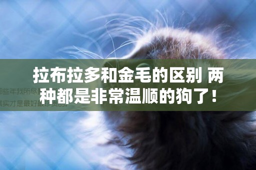 拉布拉多和金毛的區別 兩種都是非常溫順的狗了! 拉布拉多和金毛的區別 兩種都是非常溫順的狗了!