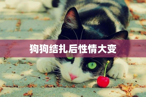 狗狗結扎后性情大變