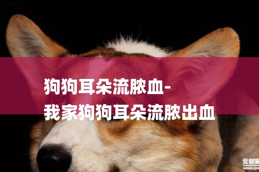 狗狗耳朵流膿血-
我家狗狗耳朵流膿出血