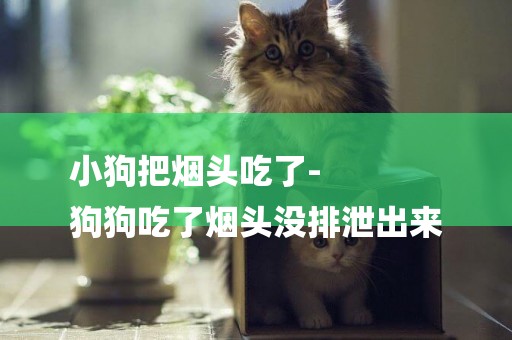小狗把煙頭吃了-
狗狗吃了煙頭沒排泄出來