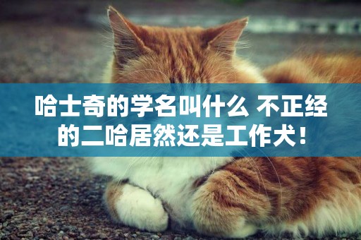 哈士奇的學名叫什么 不正經的二哈居然還是工作犬！