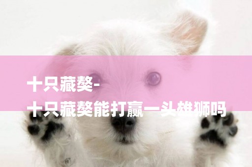十只藏獒-
十只藏獒能打贏一頭雄獅嗎