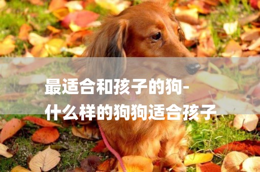 最適合和孩子的狗-
什么樣的狗狗適合孩子