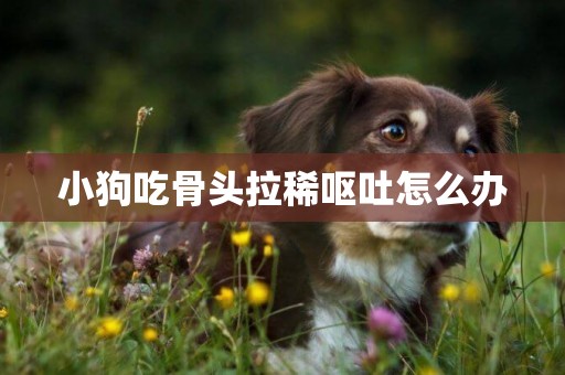 小狗吃骨頭拉稀嘔吐怎么辦