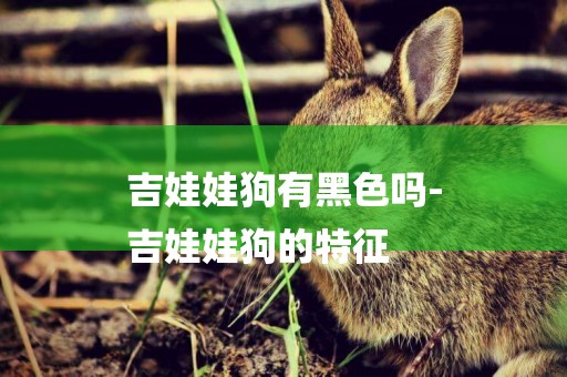吉娃娃狗有黑色嗎-
吉娃娃狗的特征