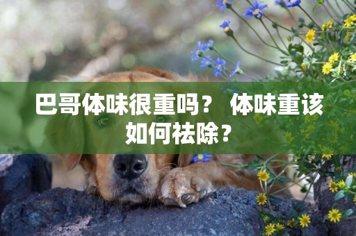 巴哥體味很重嗎？ 體味重該如何祛除？