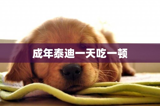 成年泰迪一天吃一頓