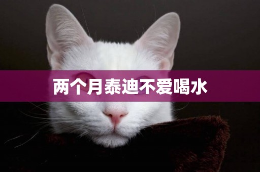 兩個月泰迪不愛喝水