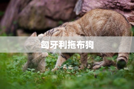 匈牙利拖布狗