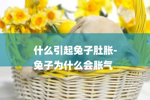 什么引起兔子肚脹-
兔子為什么會脹氣