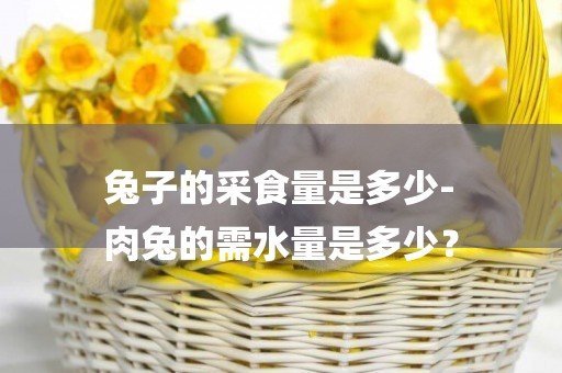 兔子的采食量是多少-
肉兔的需水量是多少？