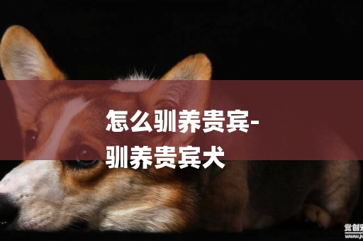 怎么馴養貴賓-
馴養貴賓犬